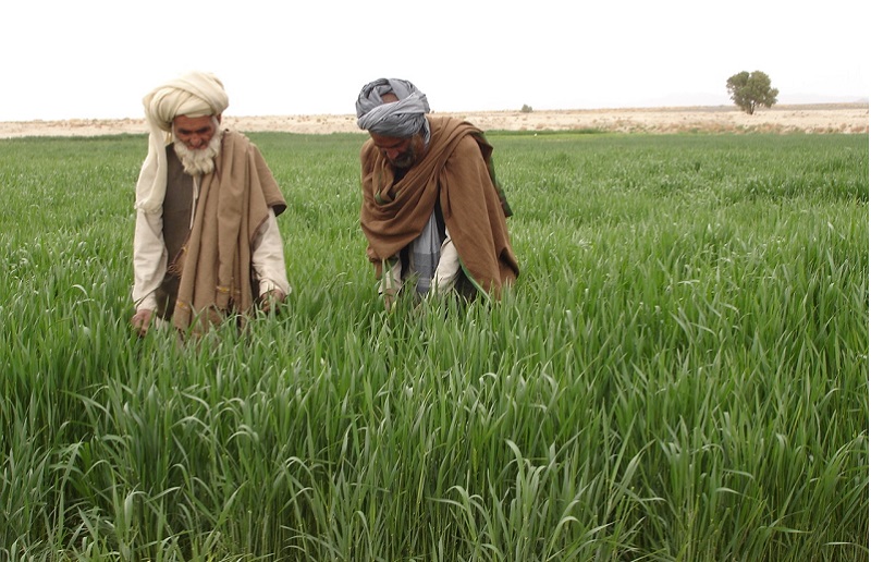 Pakistan Initiates Project to Transform Uncultivated Land into Arable Farmland