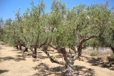 Spanish drought drives up olive oil prices.